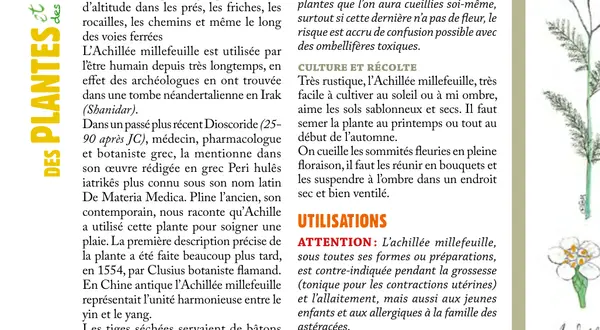 L’achillée millefeuille, la chronique botanique