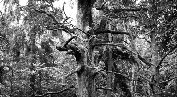 S'il venait des forêts naturelles