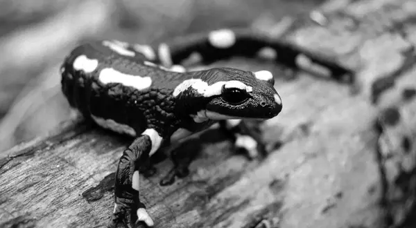 Une histoire de salamandre
