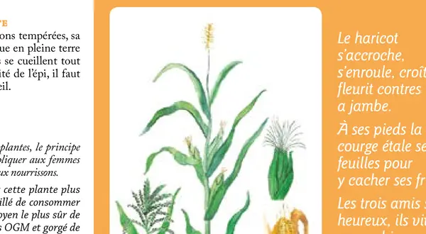 Le maïs, Zea mays : l’illustration botanique