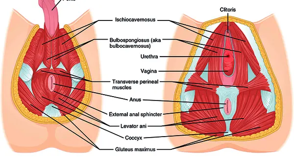 Les muscles du plancher pelvien, illustration anatomique