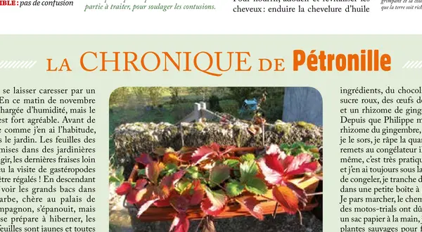 La chronique de Pétronille : le rouge des feuilles d’automne