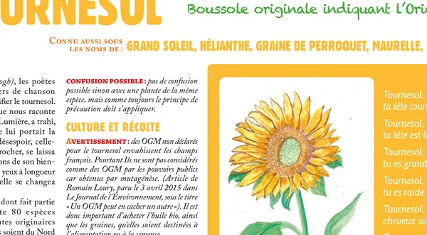 Le tournesol, Helianthus annuus : l’illustration botanique