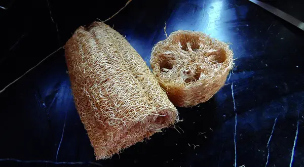 La courge éponge de Paulette