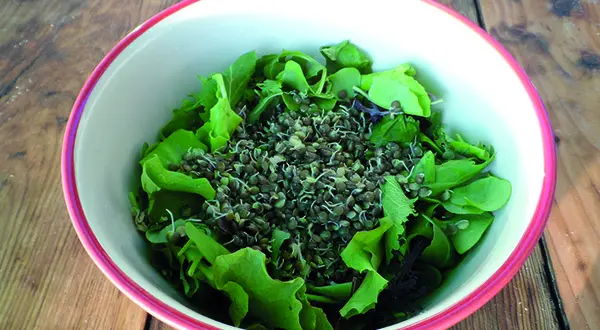 Les lentilles vertes germées de Paulette