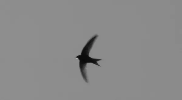 Le martinet, oiseau migrateur