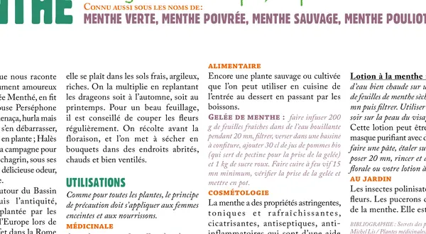 La menthe, Mentha spp. : l’illustration botanique