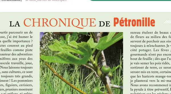 La chronique de Pétronille