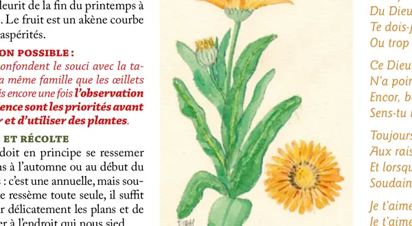 Le souci, Calendula officinalis : l’illustration botanique