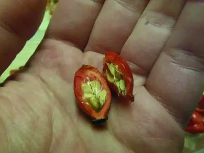 Les cynorhodons de l’églantier
