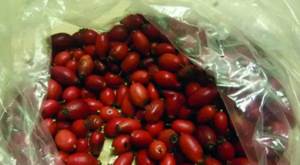 La confiture de cynorhodons de Paulette