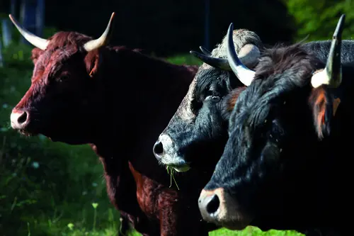 La ferme de Raphaëlle, au domaine du Mons