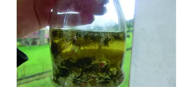 Le macérât de pâquerettes
