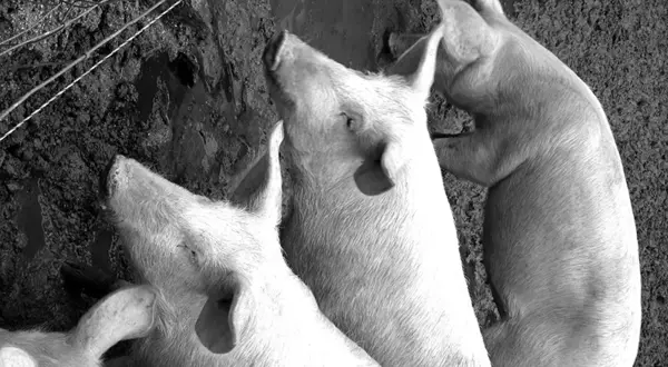 La terrifiante histoire des petits cochons #3