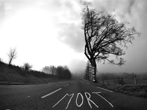L’abattage des arbres