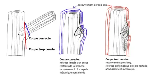Schéma AGIRR : l’arbre fragilisé