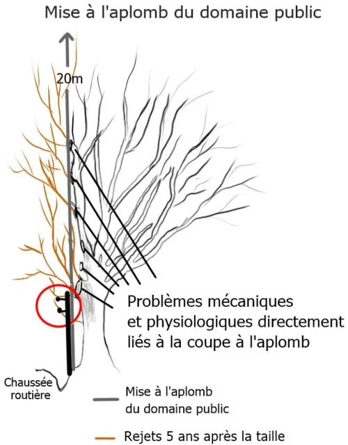 Schéma AGIRR : la taille des branches