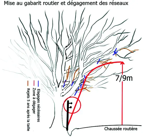 Schéma AGIRR : arbres de lisière