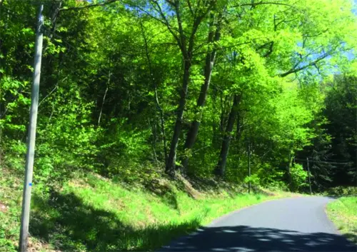 Schéma AGIRR : arbres de lisière supprimés