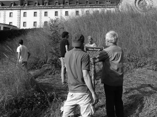 Le hêtre planté en mémoire