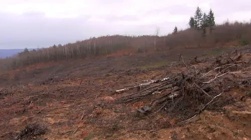 L’avenir des forêts corréziennes