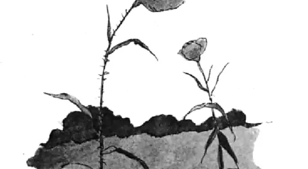 Le grand Chichi dans La prairie