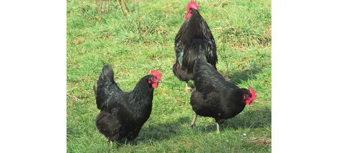 BONJOUR, JE M’APPELLE POULE — La Trousse corrézienne n°43