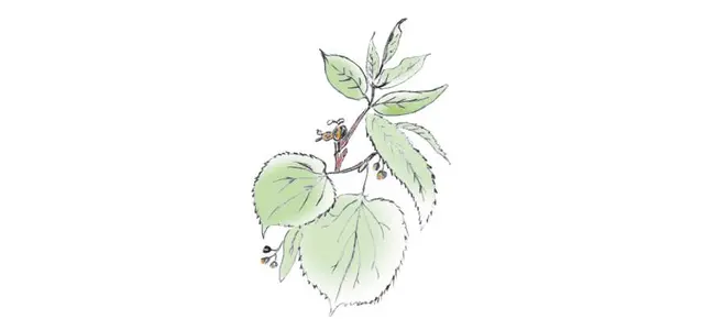 Flux libre — La Trousse corrézienne n°47