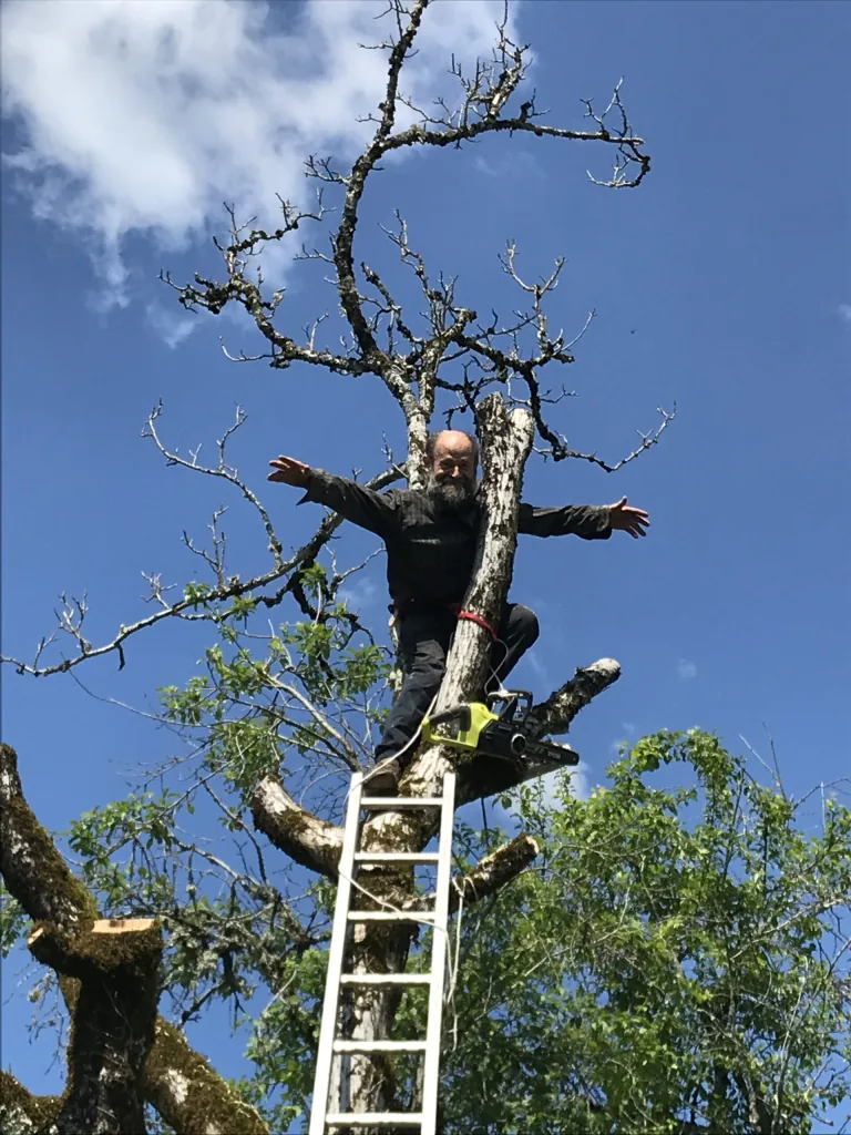 Photographie d'une personne juchée dans un arbre sur une échelle