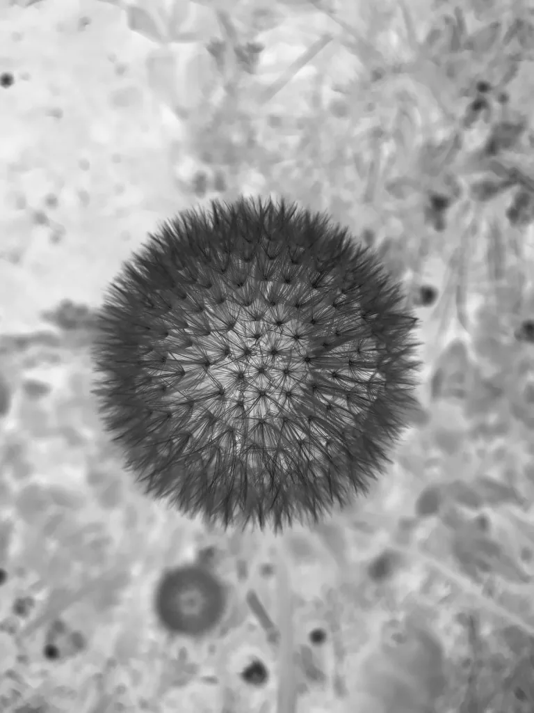 Photographie en noir et blanc d'une fleur de pissenlit en macro